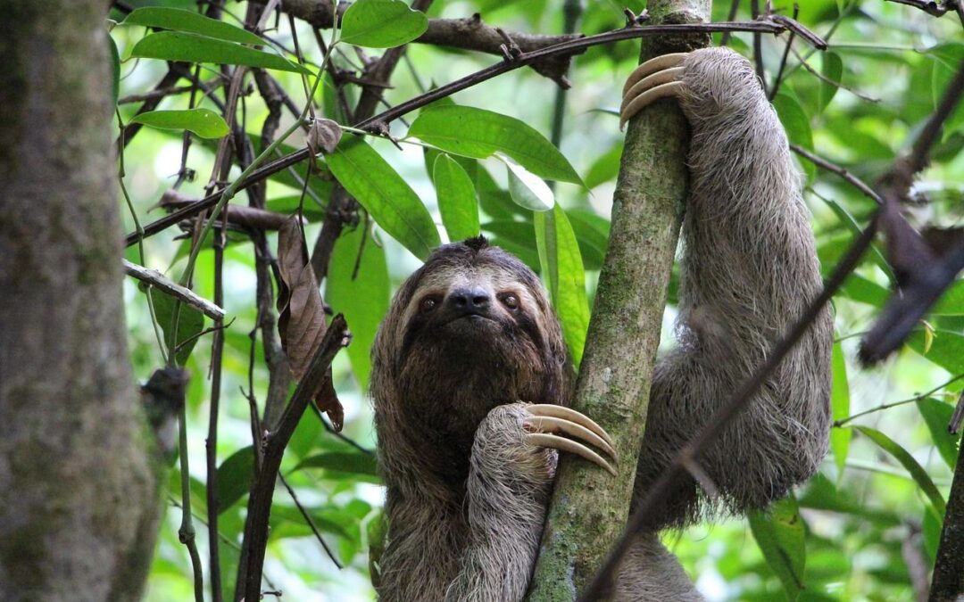 The Vice of Slothfulness: Shedding Light on the Sin of Acedia